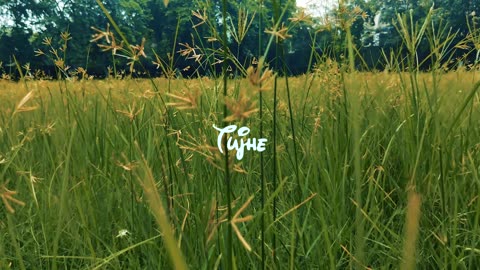 walking In the Fields In the Early Morning