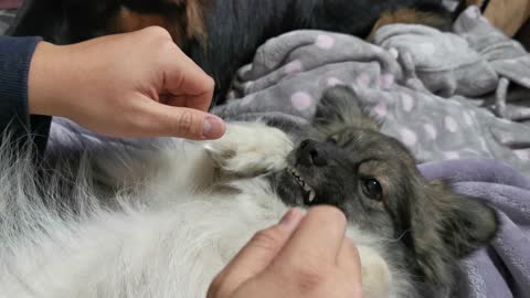 Hilarious Keeshond puppy grins while having paws tickled