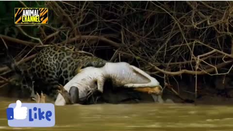 leopard amazing hunts of caiman