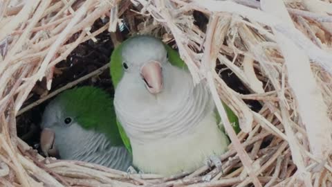 PARROT BEAUTY OF NATURE