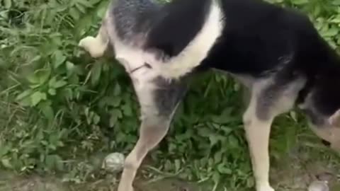 Funniest videos|Funny Dog videos|funny animal videos|Hilarious funny videos #Rumble videos 🤣🤣