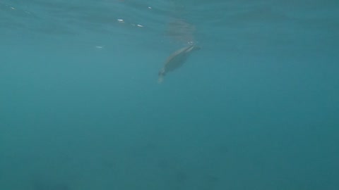 Spotting sea turtles