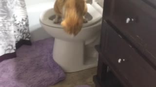 Orange cat uses toilet in slow motion