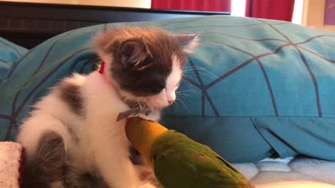 Parrot Plays With Sleepy Kitty's Bling