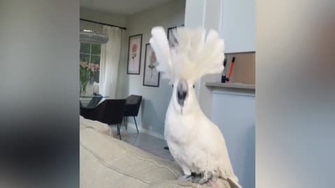 WOW! See How Cute Parrot Is Dancing