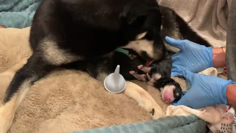 I'm helping my pregnant dog give birth to 7 puppies.