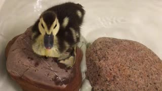 Duckling in Bathtub 2