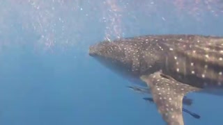 Whale Shark in Hurghada, Egypt