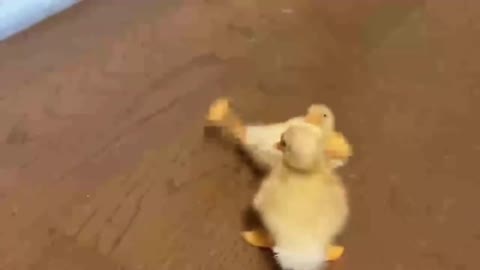 Adorable Puppy Loves Its Duck Buddy || SO CUTE!