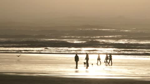 People And Dogs On Sunny Ocean Shore