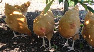Chickens find shade under a plum tree and eat the fallen plums