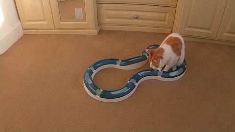 Cat Playing With Catit Senses Super Roller Circuit