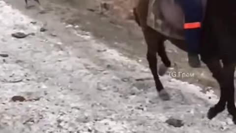 Naughty Cat Climbing Horse using Tail