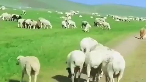 There are sheep everywhere. I can't count them