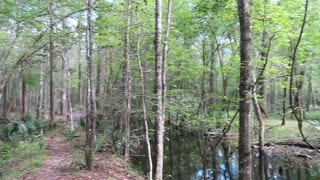 Francis Marion National Forest #travel #digitalnomad