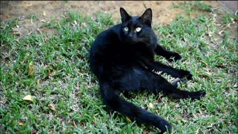 White eyes of a black cat