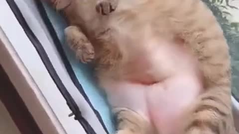 😂 Funny cat compilation 😂