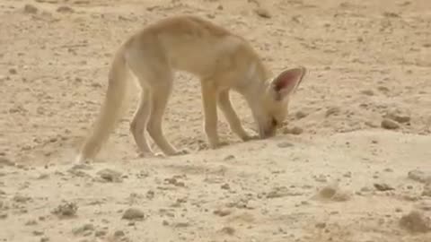 Fox in kingdom of Saudi Arabia