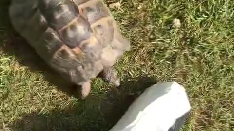 Based Turtle