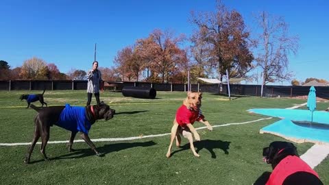 Coolwag Super Dog Bowl Starting Line Up featuring Scooby, Vander and Yankee