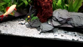 Cute and Funny fish VS Lasar Pointer