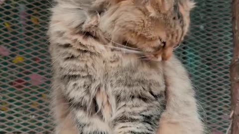 FUNNY CUTE CATS