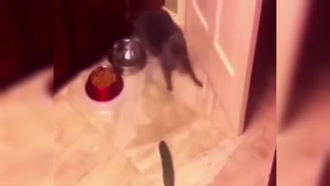 Cat vs Cucumber FUNNY COMPILATIONS