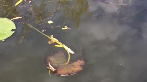 Peces en el jardín del agua Cliveden