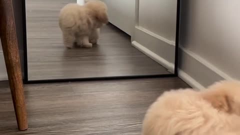 dog fun in mirror