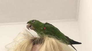 Birdie Dreams of Being Hairdresser