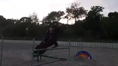 Dark brown black horse jumps hurdle girl jockey falls off after