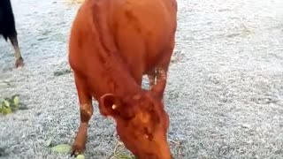 Reddy the Cow