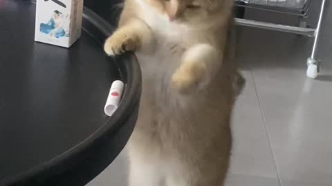 Funny Cat playing around in home ❤️😍