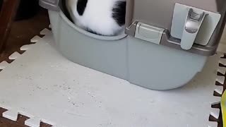Funny kitty digging for the past few minutes