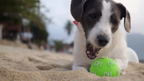 Lovely Dog Plays with the Ball on Beach