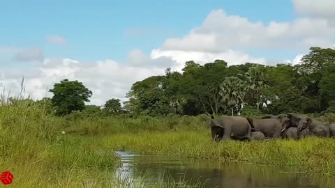 Amazing Elephant Save Baby Elephant From Crocodile Hunting --- Animals Hunting Fail