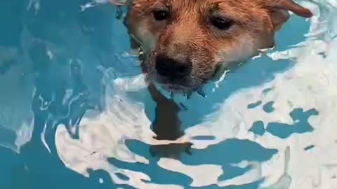 I think he'll be a good swimmer.