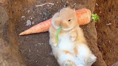 Cute little bunny enjoying carrot🤭🐇