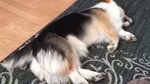 Corgi enthusiastically wags tail in his sleep