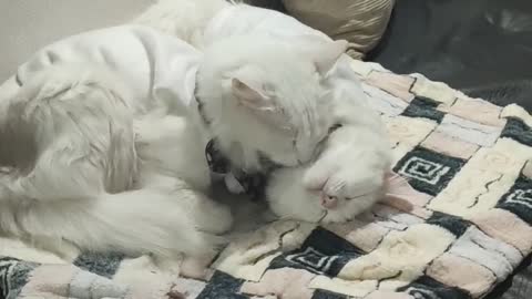 Cats cuddling most cute ever!