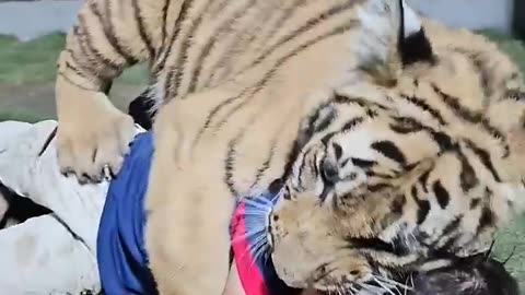 Naughty Kid Playing With Bengal Tiger | Nouman Hassan | #animalvideo #shorts #cutebaby