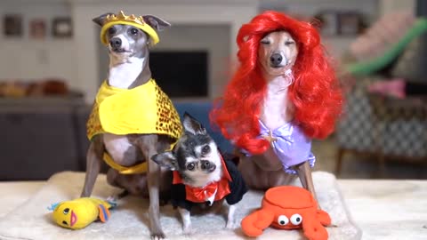 Girls dog trys on haloween costumes!