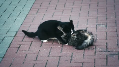 Two funny cats are playing in nice manner