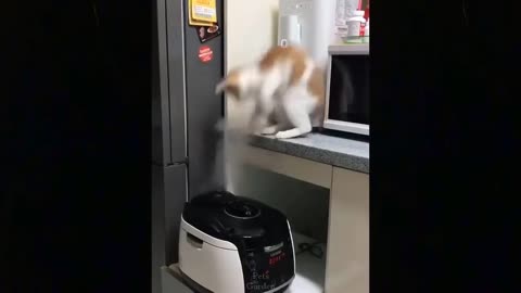 Full grown cat against machine