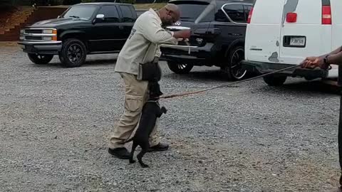 3 months old Presa Canario doing some protection training