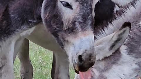 Donkey Field Donkeys Love Attention Farming Life p8