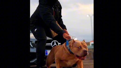 Most Dangerous Dog_Pit Bull