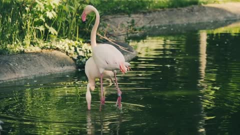 Brazilian wild fauna in the countryside FLAMINGO IN NATURE