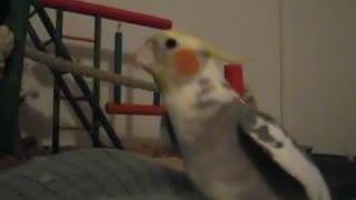 Bird sings happy and you know it