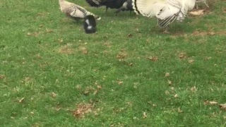 Small black puppy chasing turkey and white geese